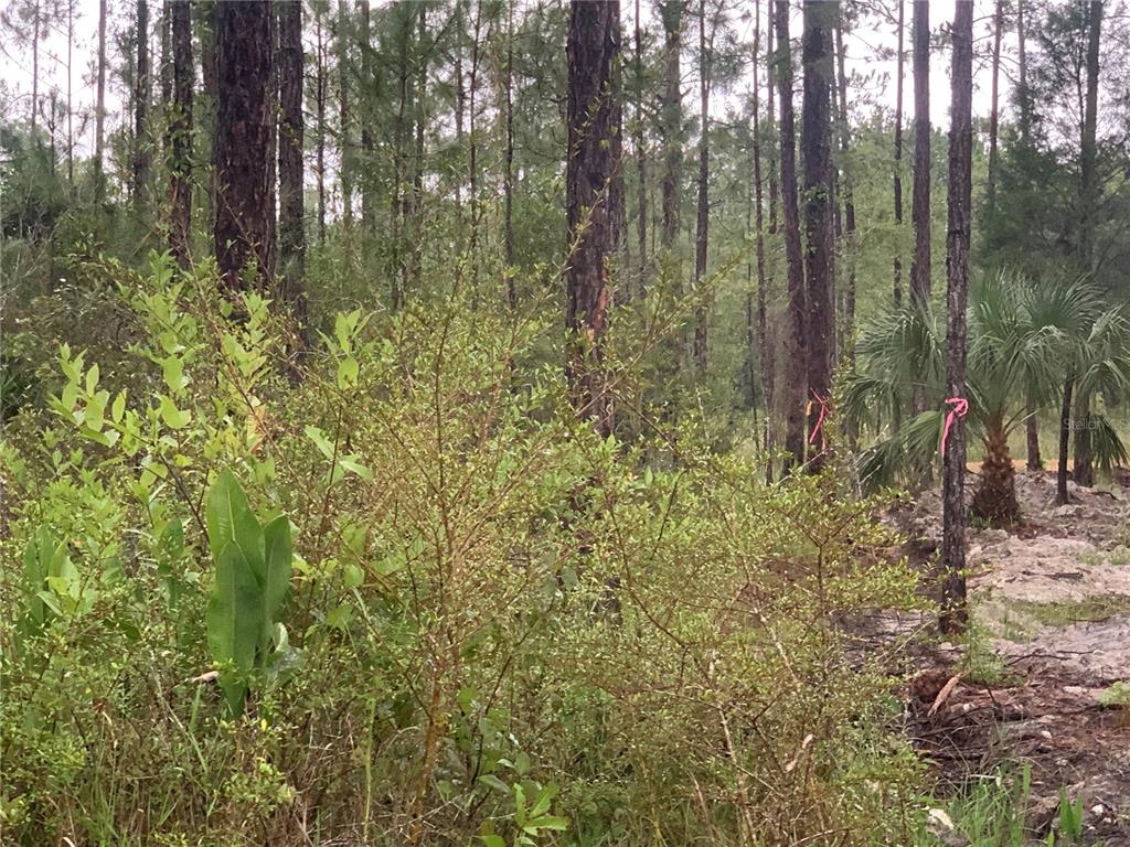 A wooded lot features tall pine trees, dense underbrush, and pink survey markers on tree trunks — TBD OTTER DRIVE LOT 44, WEBSTER, FL