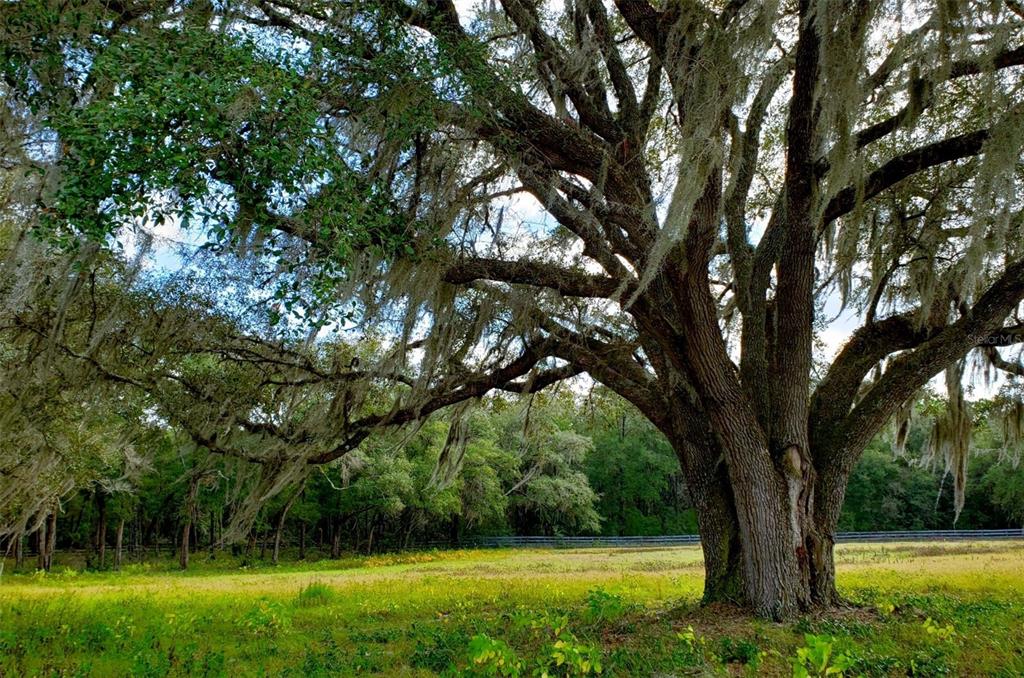 A large, moss-draped oak tree stands in a grassy field in front of a forest — 1077 SW 144TH COURT ROAD, OCALA, FL