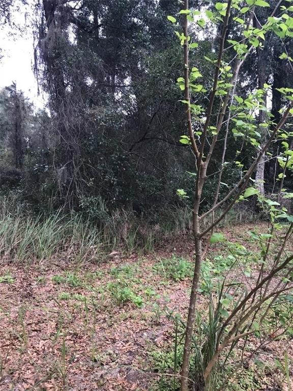 A small tree stands in the foreground of a wooded, grassy lot with dense foliage — 260 MERCERS FERNERY ROAD, DELAND, FL