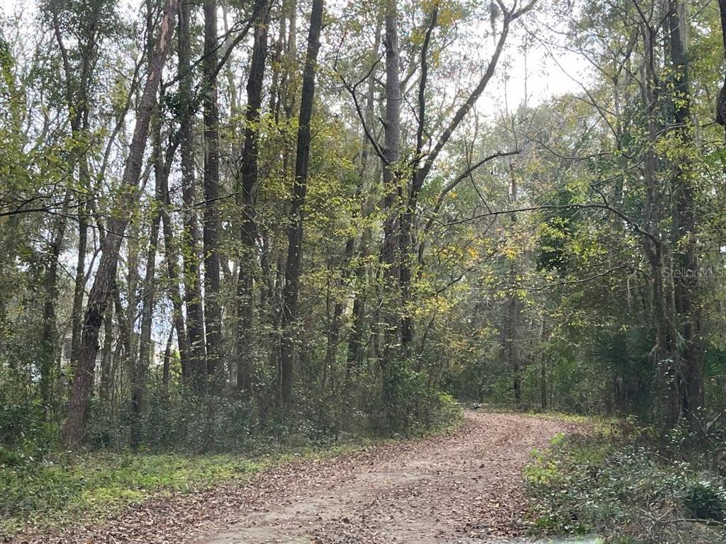 A dirt path winds through a dense forest of tall trees and underbrush — 1602A SW WILLISTON ROAD, GAINESVILLE, FL
