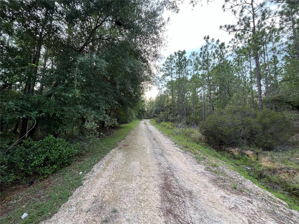 A dirt road winds through a wooded area with tall pine and oak trees — 124 NEW YORK AVENUE, INTERLACHEN, FL