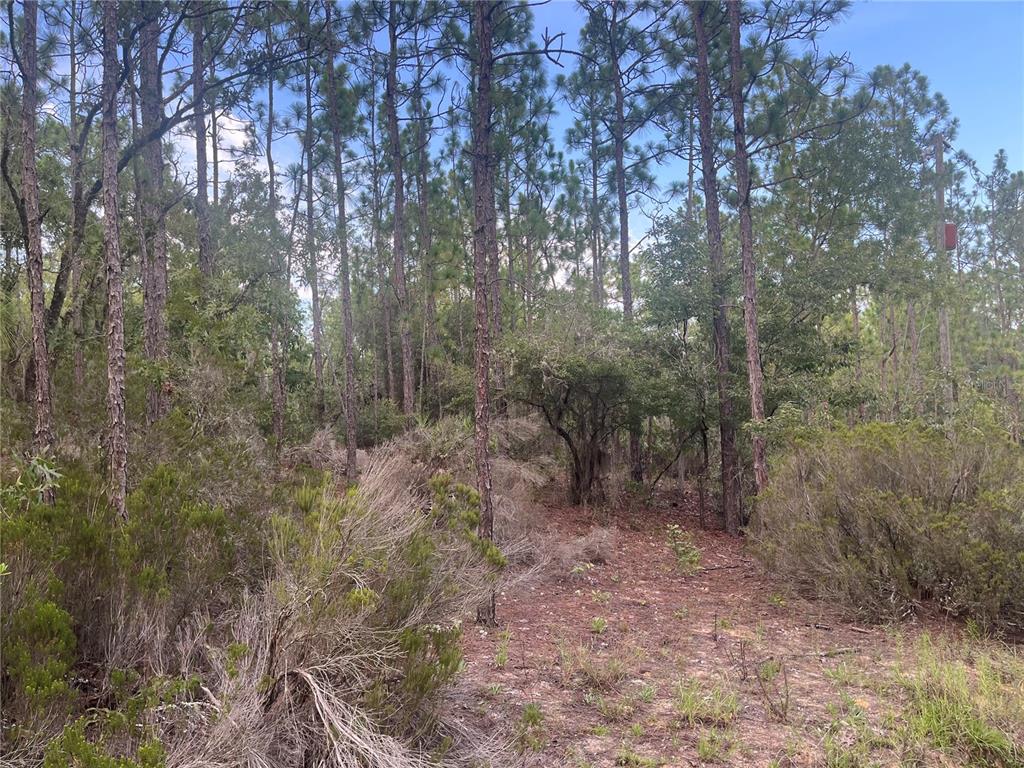 A wooded lot features tall pine trees and low-lying brush under a blue sky — 124 NEW YORK AVENUE, INTERLACHEN, FL