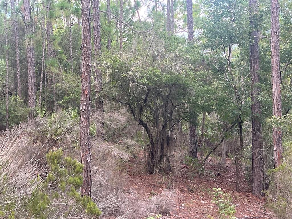A wooded area features tall pine trees and a central shrub covered in Spanish moss — 124 NEW YORK AVENUE, INTERLACHEN, FL
