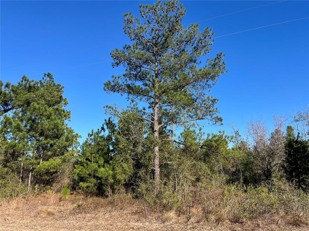 A tall pine tree stands in a wooded area under a clear blue sky — FAIRVIEW ROAD, MARIANNA, FL