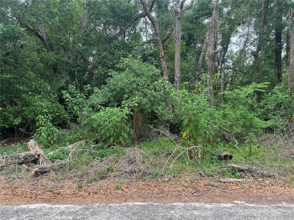 A dense, wooded lot with fallen logs and overgrown vegetation borders a paved road — 3638 E LEE DRIVE, INVERNESS, FL