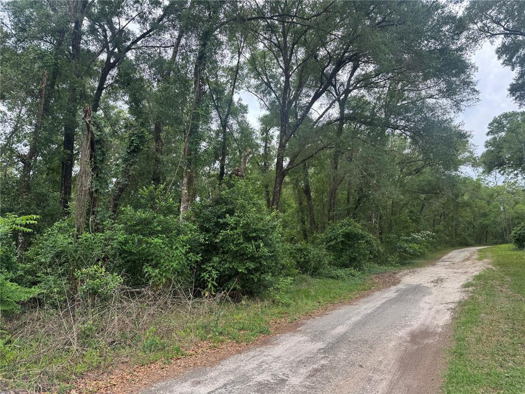 A dirt road runs alongside a dense, wooded lot with tall trees and thick undergrowth — 3638 E LEE DRIVE, INVERNESS, FL