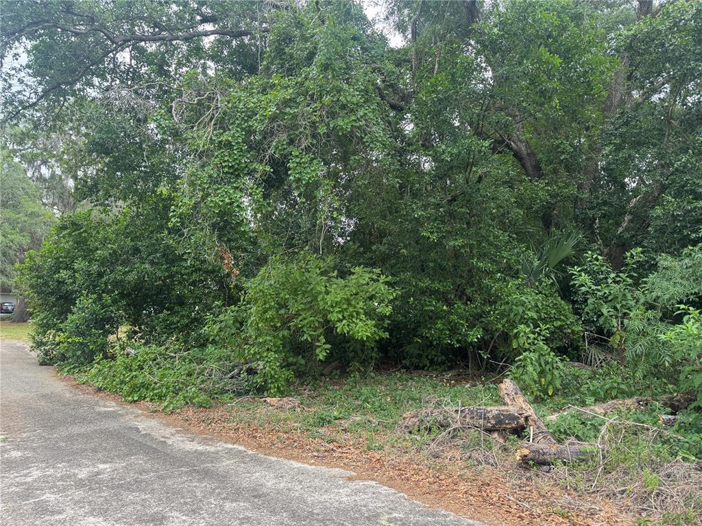 A paved road runs alongside a dense, overgrown wooded lot with mature trees and shrubs — 3638 E LEE DRIVE, INVERNESS, FL