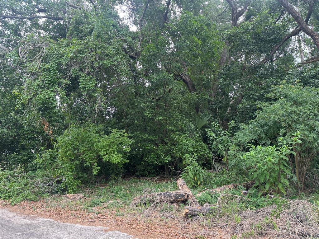 A dense, wooded lot with mature trees and brush borders a paved road — 3638 E LEE DRIVE, INVERNESS, FL