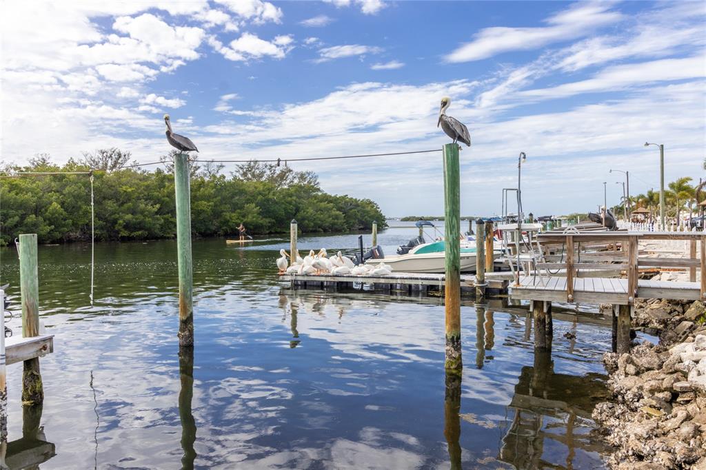 Two pelicans perch on wooden pilings above a dock with white birds and boats — 10315 CORTEZ ROAD W UNIT 4-4, BRADENTON, FL