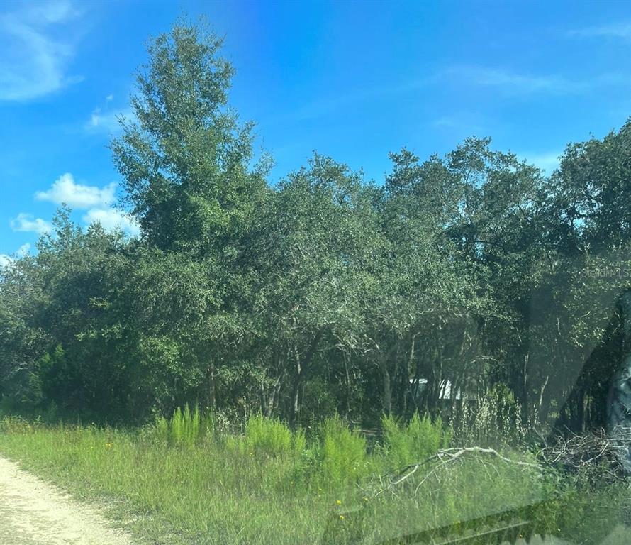 A dirt road runs alongside a dense cluster of mature trees under a blue sky — 23-12-17 OAK RIDGE ESTATES BLK 8 LOT 27, WILLISTON, FL