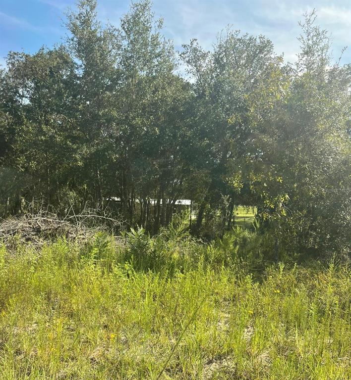A view of a grassy field leading to a line of trees and a structure — 23-12-17 OAK RIDGE ESTATES BLK 8 LOT 27, WILLISTON, FL