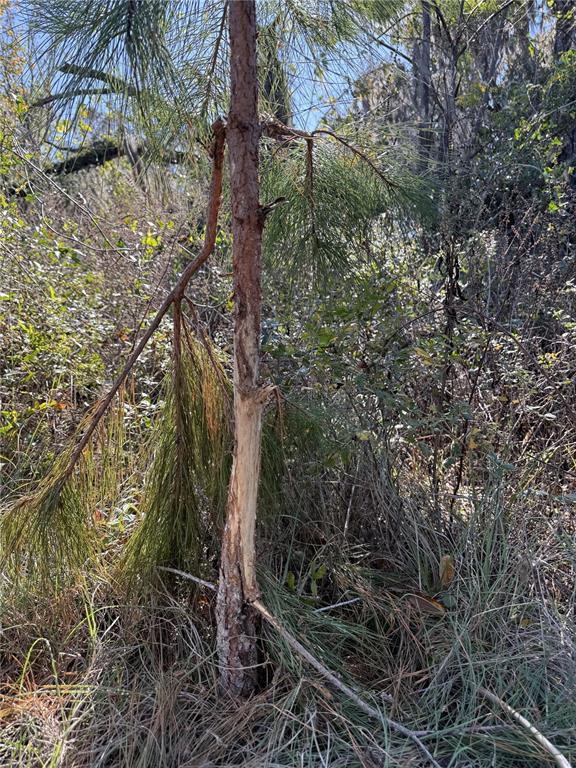 NW 110TH AVENUE, REDDICK, FL — photo 5 of 14