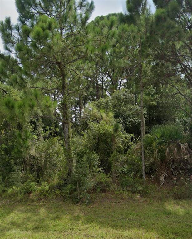 A dense wooded area with tall pine trees and thick underbrush under a bright sky — 13343 CHAMBERLAIN BOULEVARD, PORT CHARLOTTE, FL