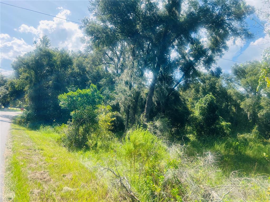 A view of a grassy roadside bordering a dense, wooded area with large trees — 1215 ARREDONDO GRANT ROAD, DE LEON SPRINGS, FL