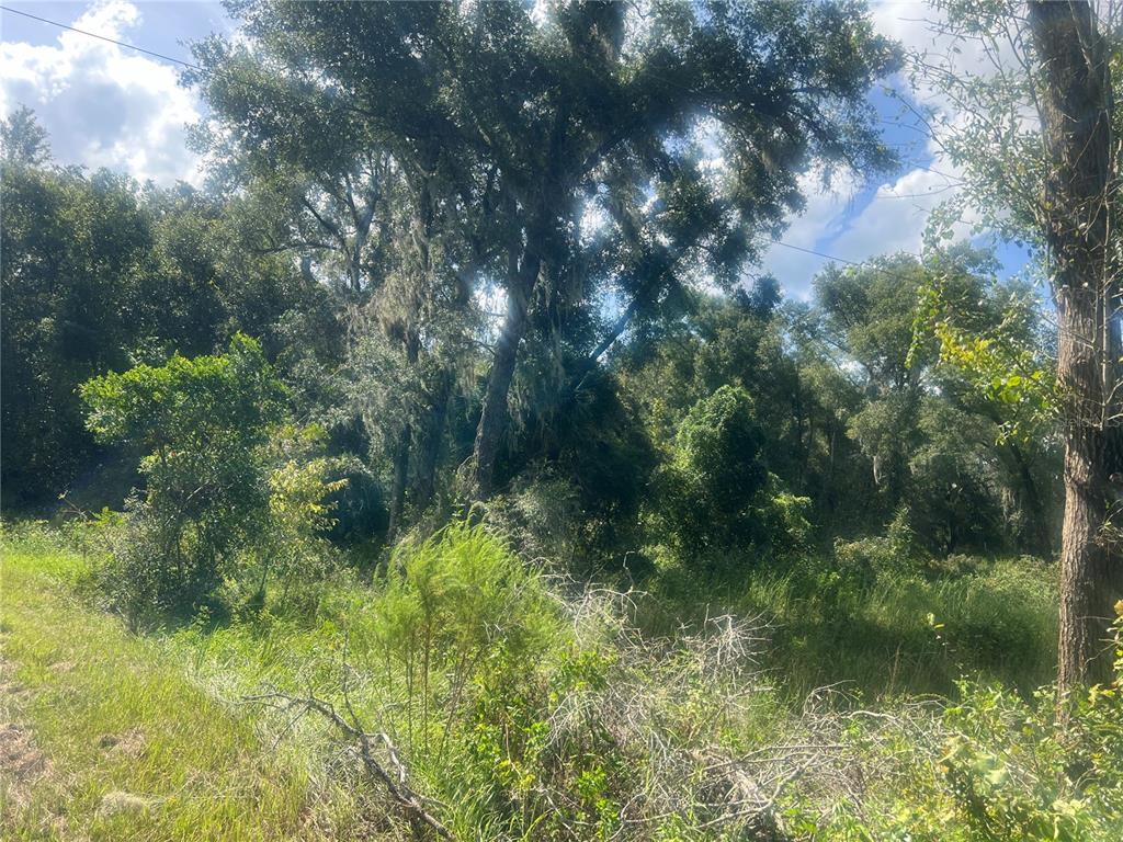 A view of a wooded lot with tall trees, dense undergrowth, and grassy ground — 1215 ARREDONDO GRANT ROAD, DE LEON SPRINGS, FL