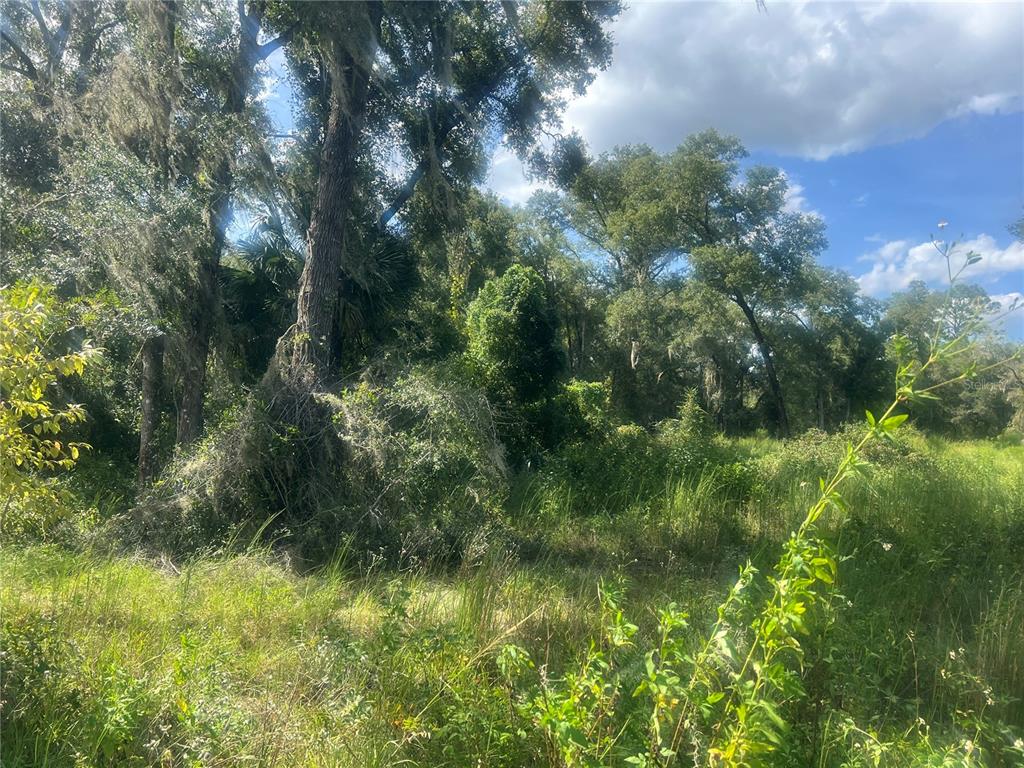 A view of a wooded lot with tall trees, dense vegetation, and tall grasses — 1215 ARREDONDO GRANT ROAD, DE LEON SPRINGS, FL