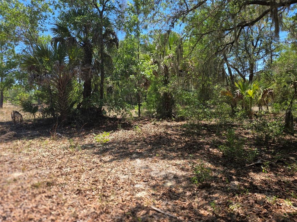 A wooded lot with sandy ground, palm trees, and dense vegetation under a blue sky — 11837 N CAPTIVA TERRACE, DUNNELLON, FL