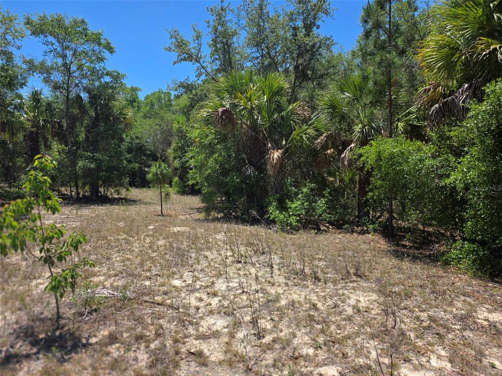 A sandy, partially cleared lot is surrounded by dense trees and native Florida vegetation — 11837 N CAPTIVA TERRACE, DUNNELLON, FL