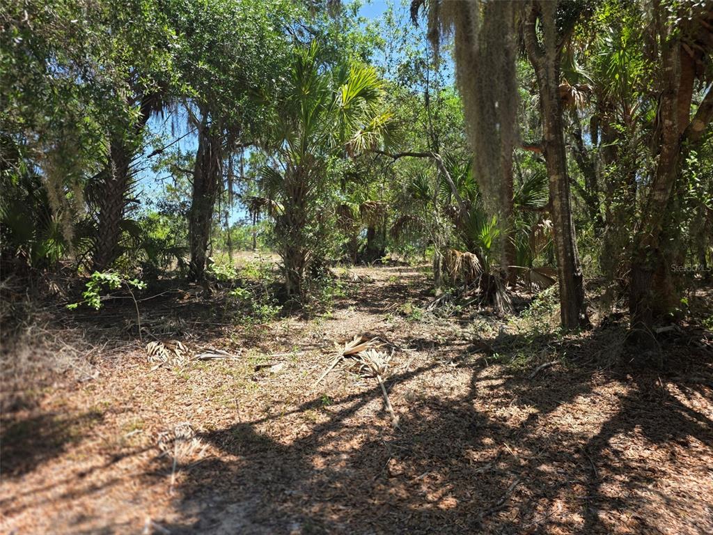 A wooded lot with various trees, palm plants, and a ground covered in fallen leaves — 11837 N CAPTIVA TERRACE, DUNNELLON, FL
