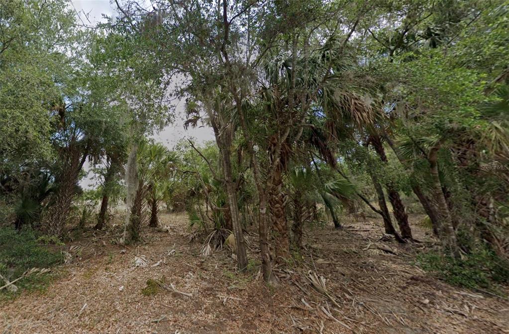 A wooded lot filled with various trees and palm plants under a bright sky — 11837 N CAPTIVA TERRACE, DUNNELLON, FL