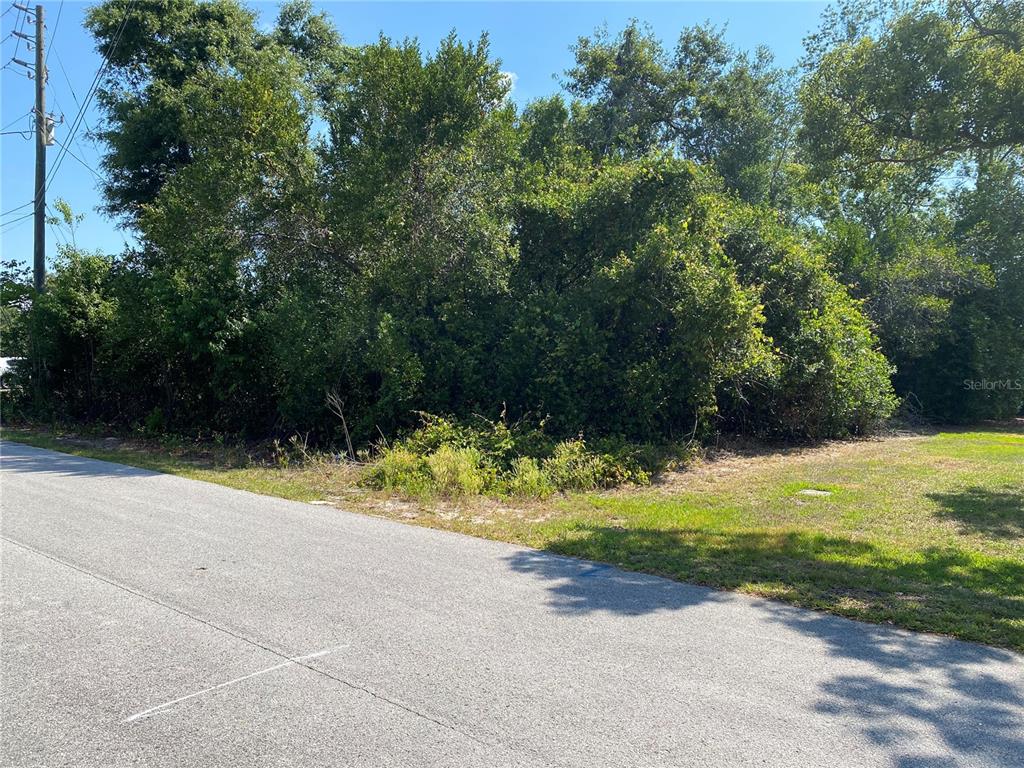 A paved road runs alongside a vacant, heavily wooded lot under a clear blue sky — GATEWOOD AVENUE, SPRING HILL, FL