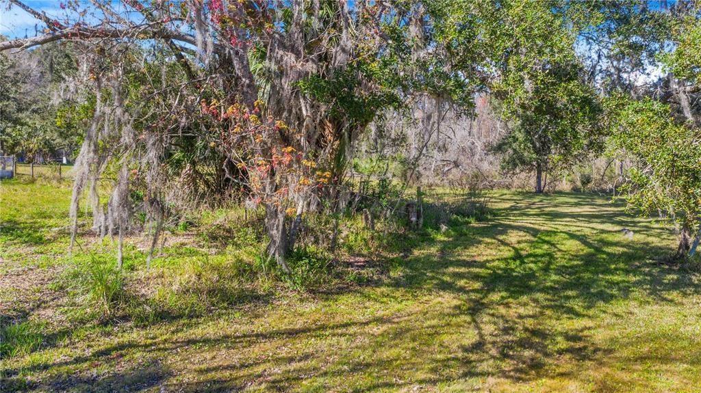 A grassy lot features large trees draped with Spanish moss under a clear blue sky — LOCKE ROAD, DAVENPORT, FL