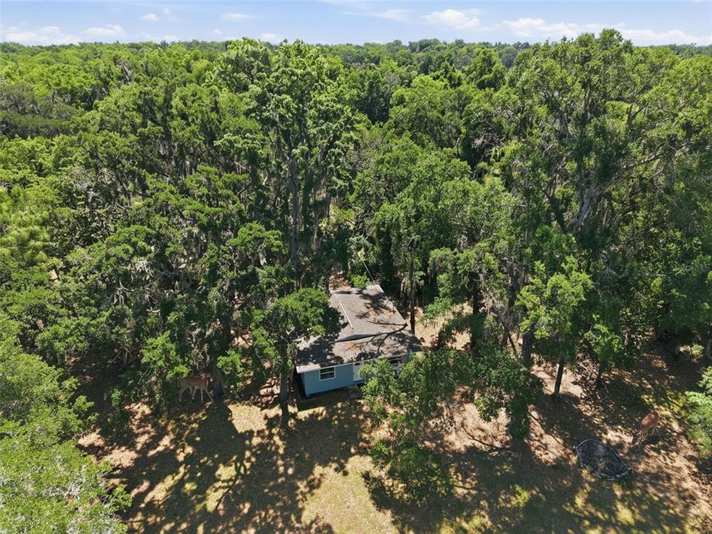 An aerial view shows a small blue house nestled among many tall, mature trees — 16145 SNOW MEMORIAL HIGHWAY, BROOKSVILLE, FL