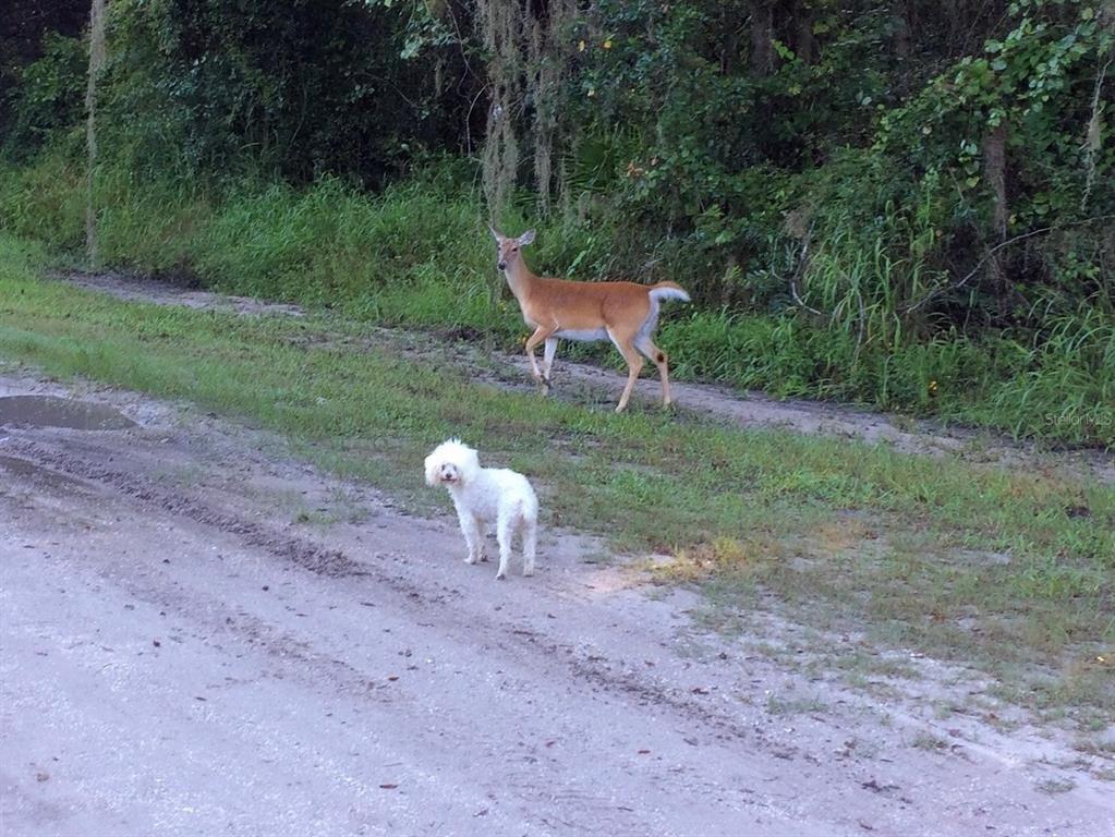 A small white dog stands on a dirt road near a deer in a wooded area — 16145 SNOW MEMORIAL HIGHWAY, BROOKSVILLE, FL