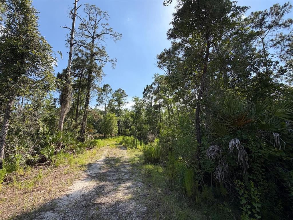 A dirt path leads through a wooded area with tall pine trees and palmetto bushes — 1842 SWEETWATER BEND, DELTONA, FL