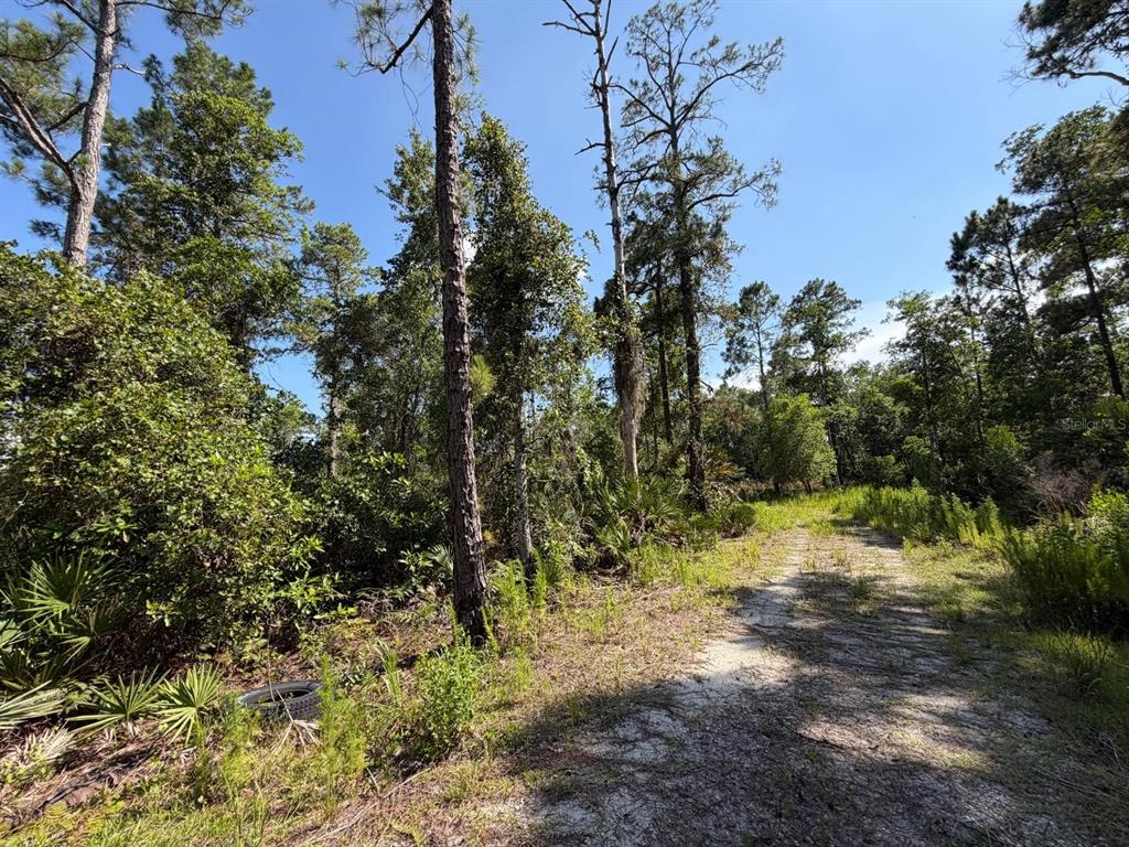 A dirt path winds through a wooded lot with tall pine trees and dense vegetation — 1842 SWEETWATER BEND, DELTONA, FL