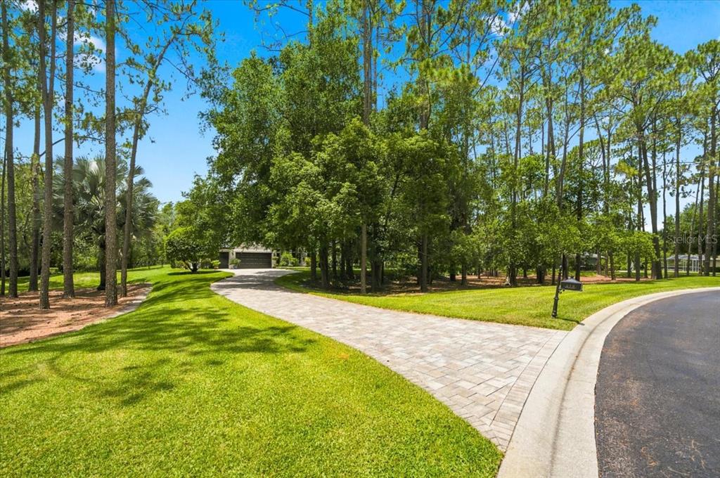 A paved driveway leads through a grassy yard toward a house obscured by many trees — 418 PINE BLUFF DRIVE, LUTZ, FL
