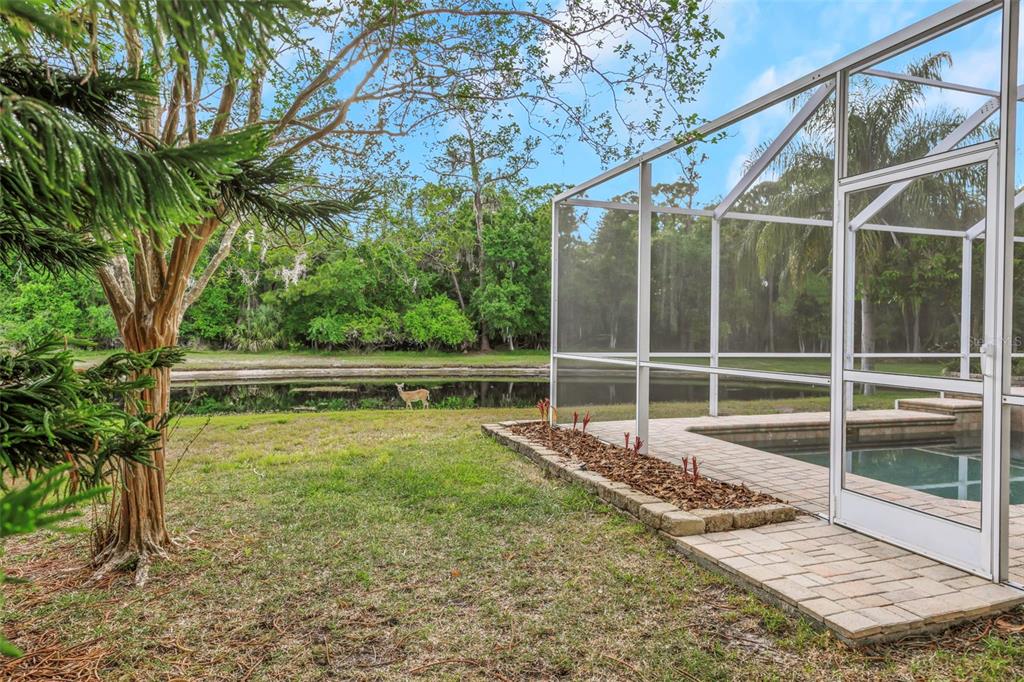 A deer stands on the grass near a pond outside a screened-in swimming pool enclosure — 4152 GRANDCHAMP CIRCLE, PALM HARBOR, FL