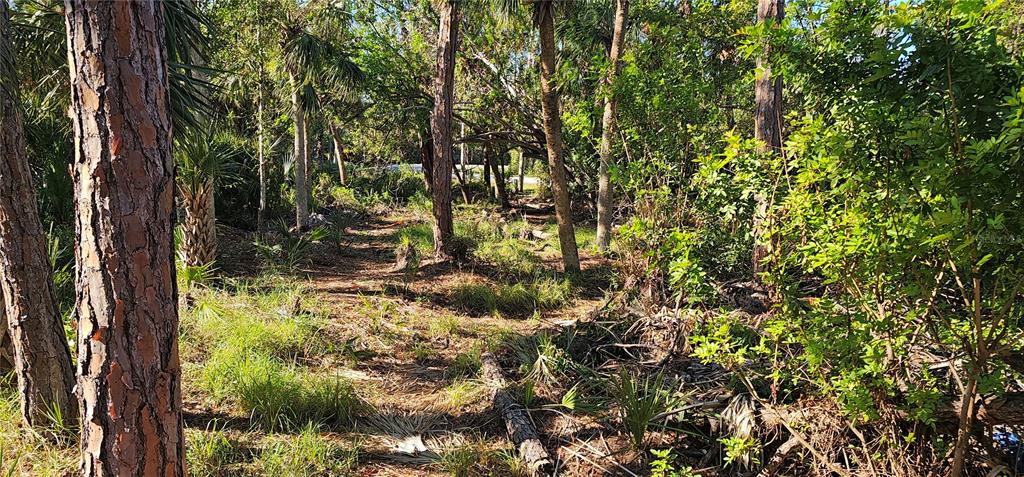 A wooded lot with tall pine trees, palmettos, and dense undergrowth under a sunny sky — 6394 MCKINLEY TERRACE, ENGLEWOOD, FL