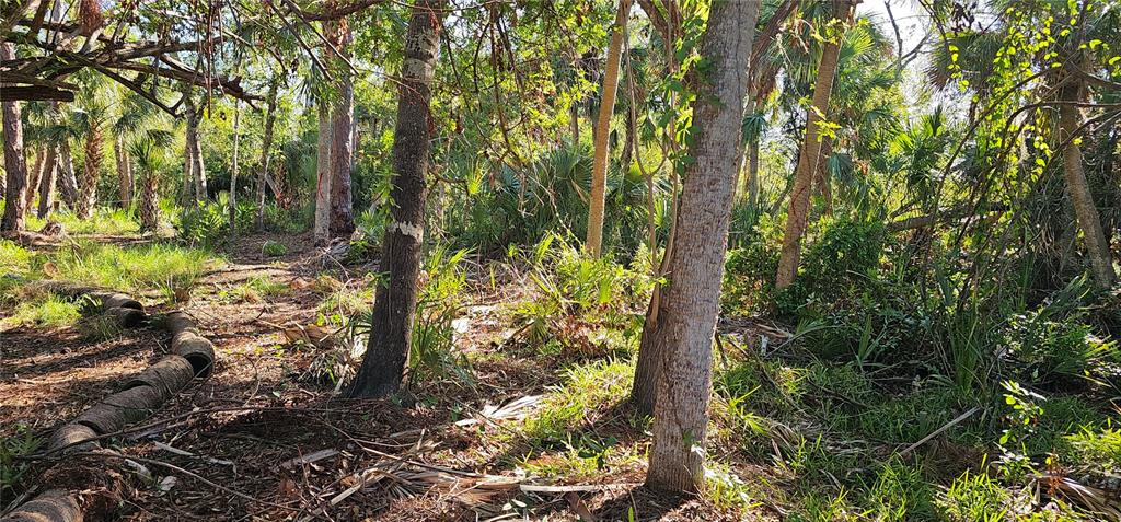 A wooded lot features several tall trees, dense undergrowth, and a row of fallen logs — 6394 MCKINLEY TERRACE, ENGLEWOOD, FL