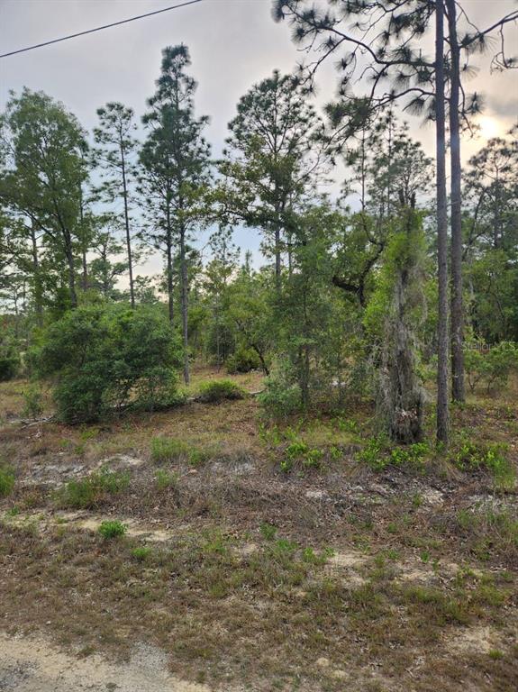 A wooded, undeveloped lot features pine trees and low-lying brush under an overcast sky — 00 SE 130TH CT, DUNNELLON, FL
