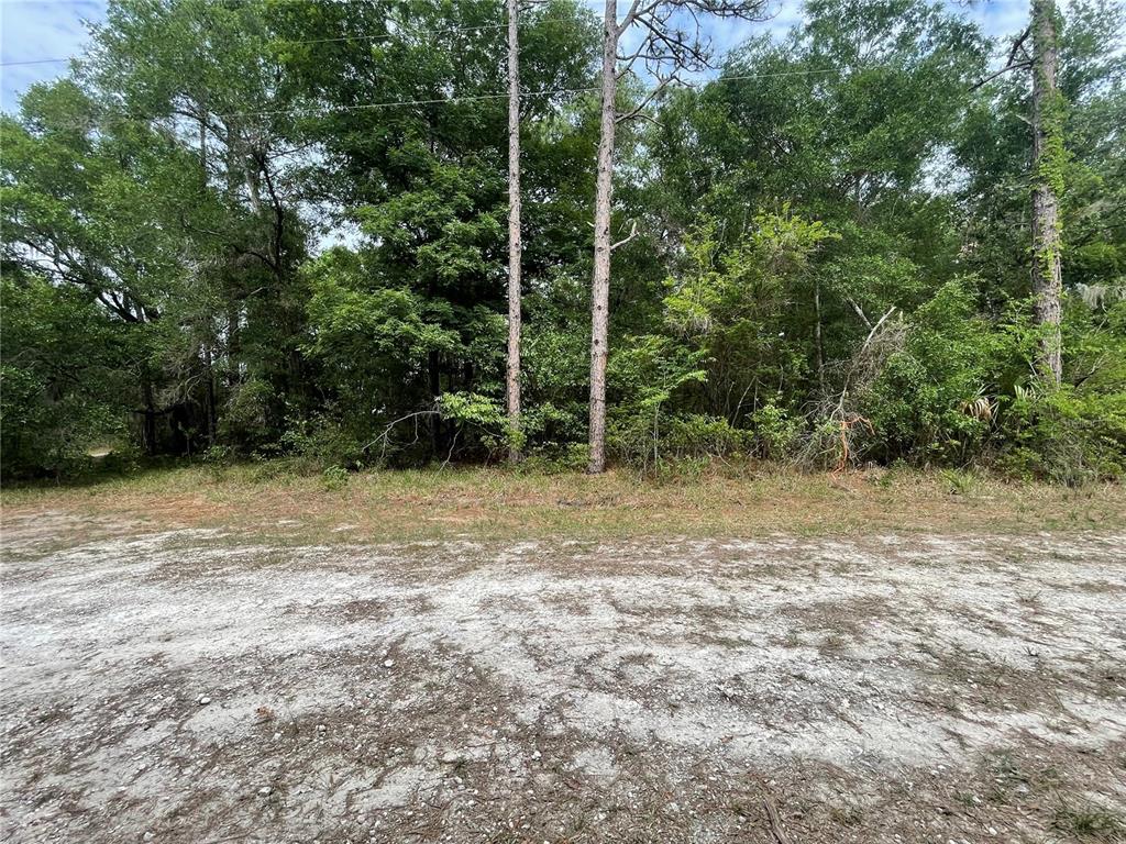 A sandy clearing sits in front of a dense line of trees and vegetation — 16486 CURLEW ROAD, BROOKSVILLE, FL