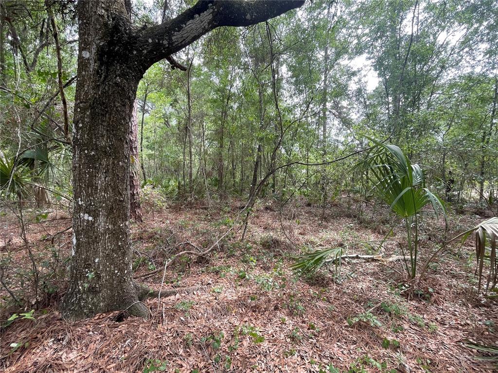 A wooded lot featuring mature trees and low-lying palmetto plants on a leaf-covered forest floor — 16486 CURLEW ROAD, BROOKSVILLE, FL
