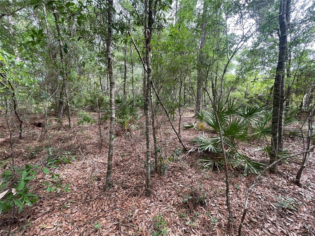 A wooded area with thin trees, palmetto bushes, and a ground covered in fallen leaves — 16486 CURLEW ROAD, BROOKSVILLE, FL