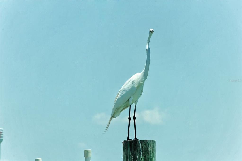 A white egret stands perched on a wooden piling against a clear blue sky — 6040 BOCA GRANDE CAUSEWAY UNIT 5, BOCA GRANDE, FL