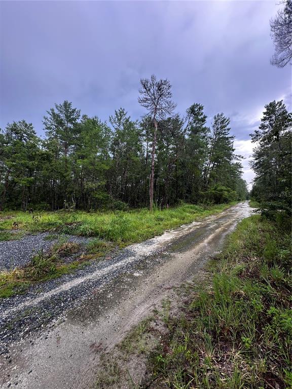 A dirt road runs alongside a wooded area under a cloudy sky — NE 112TH CT, FORT MC COY, FL