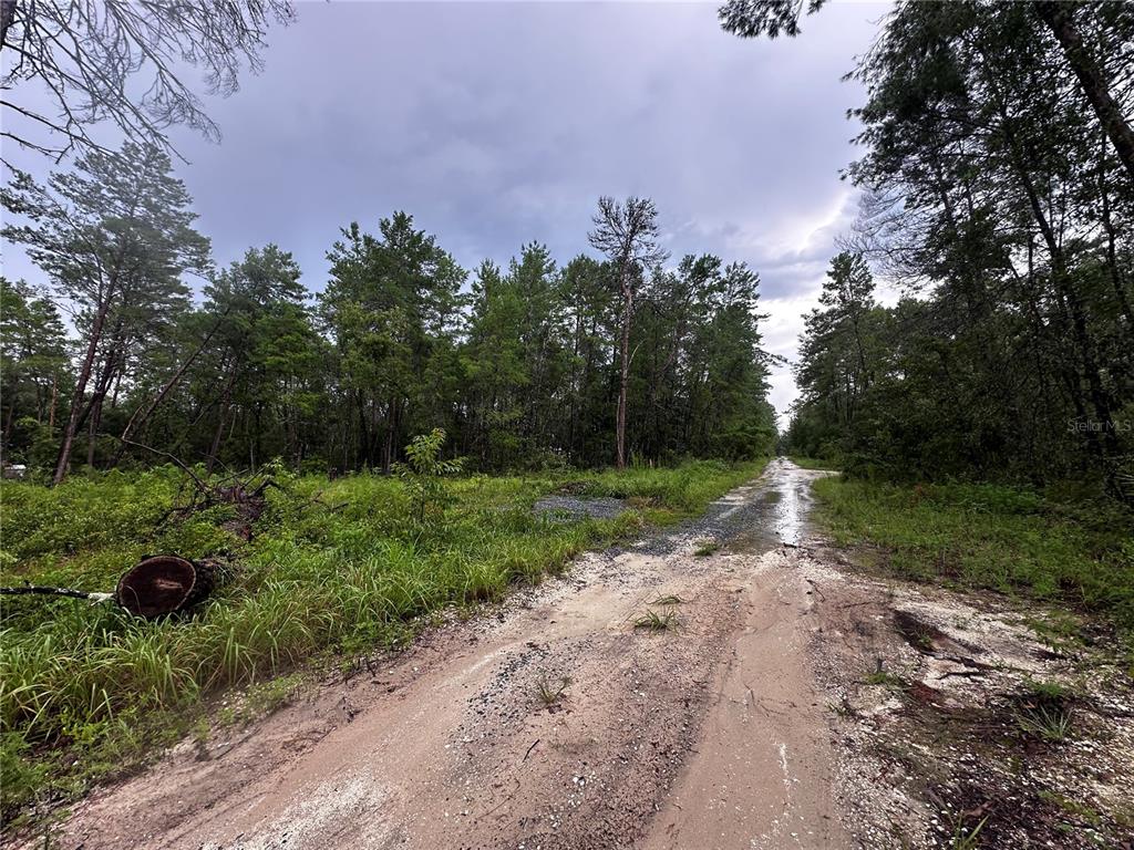A dirt road leads through a wooded area with tall pine trees under a cloudy sky — NE 112TH CT, FORT MC COY, FL