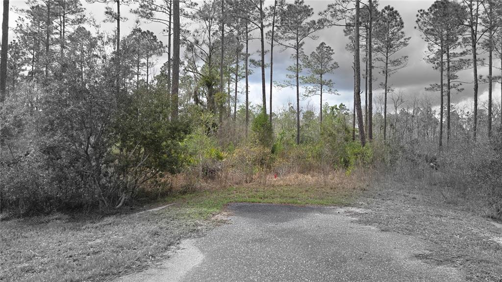 A paved driveway leads to a wooded lot with tall pine trees and dense vegetation — Lot 10 NW NATALIE WAY, LAKE CITY, FL