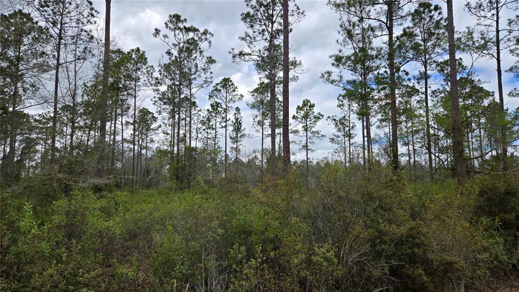 A dense forest with tall pine trees and thick underbrush under a cloudy sky — Lot 10 NW NATALIE WAY, LAKE CITY, FL