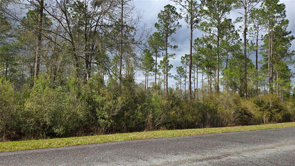 A paved road runs alongside a wooded lot filled with dense shrubs and tall pine trees — Lot 10 NW NATALIE WAY, LAKE CITY, FL