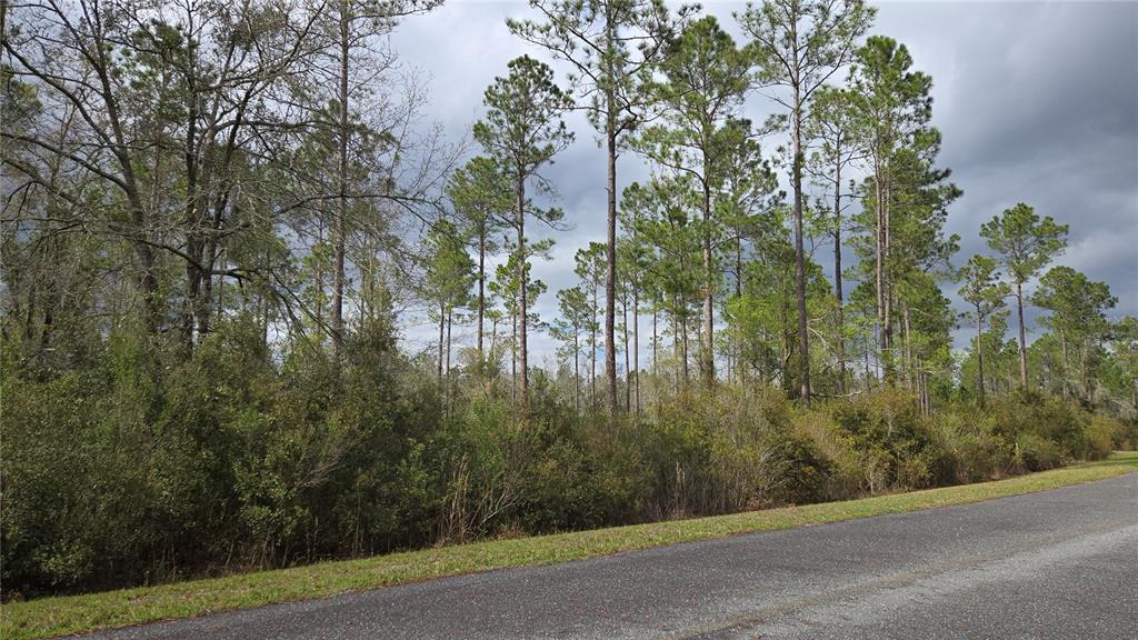 A paved road runs alongside a wooded lot with tall pine trees and dense underbrush — Lot 10 NW NATALIE WAY, LAKE CITY, FL