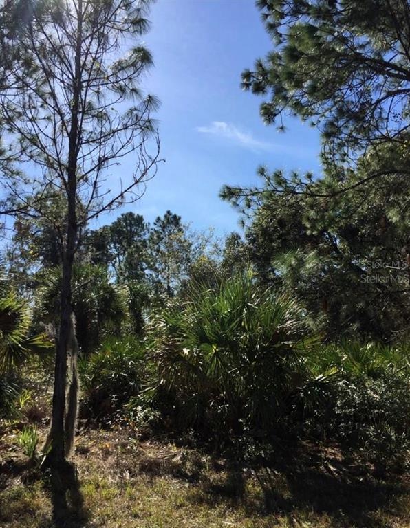 A wooded lot features tall pine trees and dense palmetto bushes under a blue sky — 14423 MADDOCK AVENUE, PORT CHARLOTTE, FL