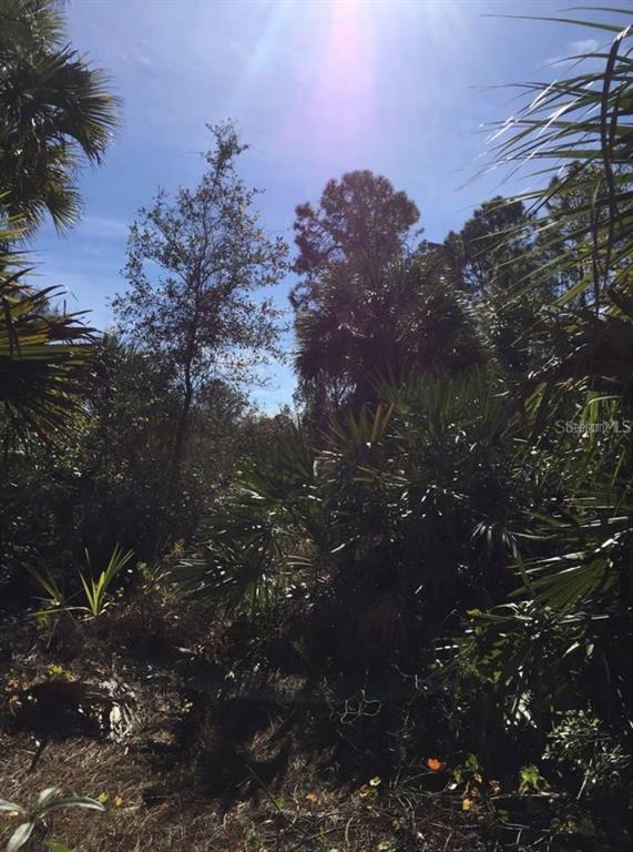 A view of a wooded lot filled with dense palm trees and native Florida vegetation — 14423 MADDOCK AVENUE, PORT CHARLOTTE, FL