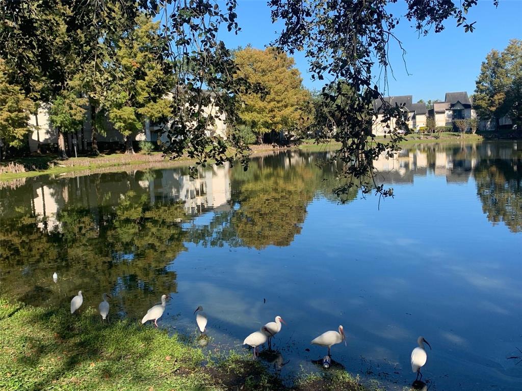 A group of white ibises stands along the grassy edge of a calm pond — 1940 LAKE ATRIUMS CIRCLE UNIT 107, ORLANDO, FL
