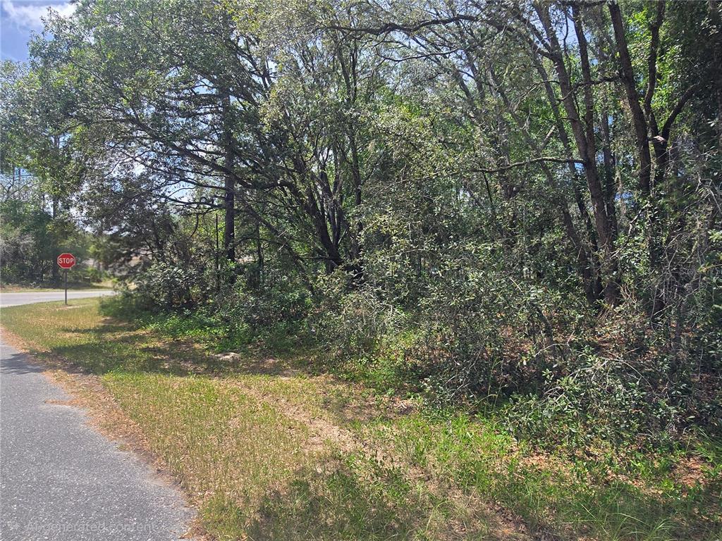 A wooded, undeveloped residential lot sits adjacent to a paved road with a stop sign — 8467 N EMPIRE AVENUE, CITRUS SPRINGS, FL