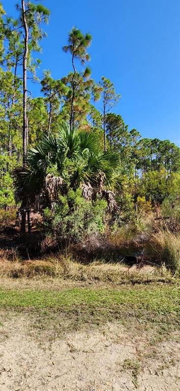 A sandy foreground leads to a dense area of pine trees and a large palmetto bush — Lot 8 SW 104 STREET, CEDAR KEY, FL